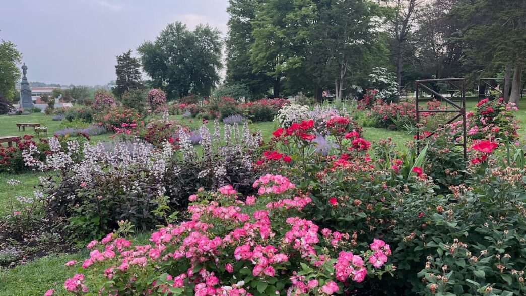 bethlehem rose garden