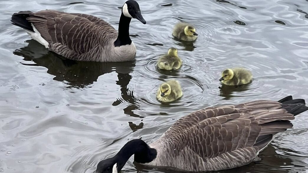 easton pa designated bird town pennsylvania ducks