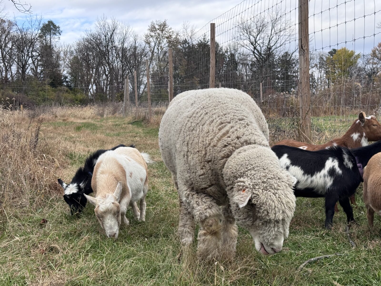 camel's hump farm bethlehem