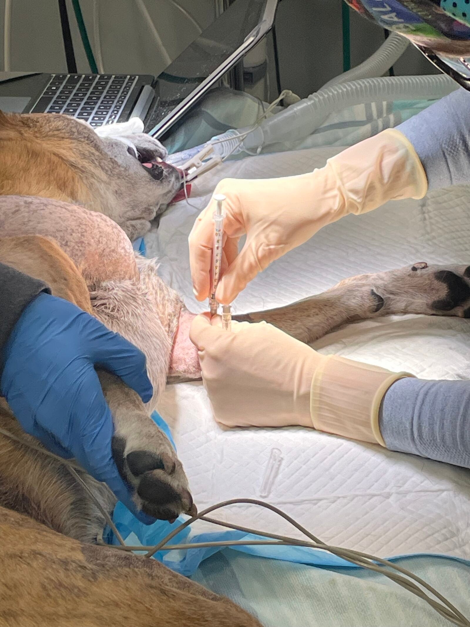 synovetin oa treatment allentown vet hospital