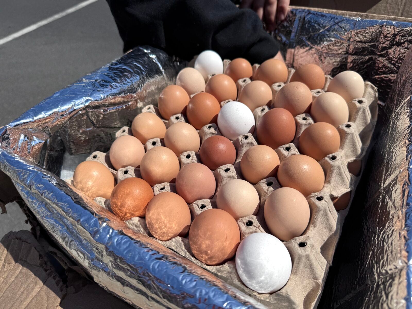carlos borges egg guy homestead heaven llc bethlehem pa farmer